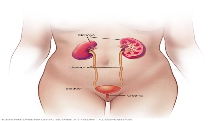 kidney-function-the-functional-symptoms-about-how-to-know-the-kidney